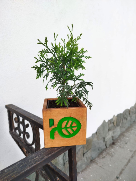 Туя Брабант (Brabant) купить с доставкой Туя Брабант (Brabant) купить с доставкой