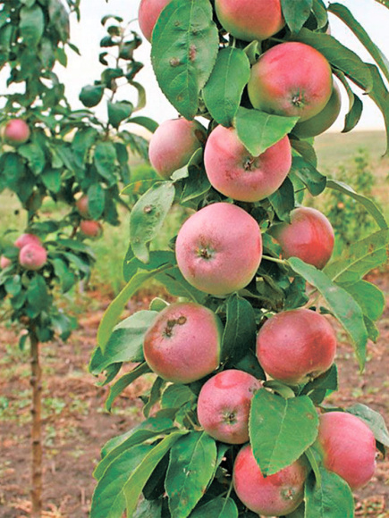 Яблоня Триумф купить с доставкой