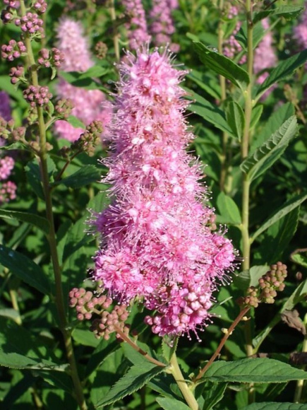 Спирея билларда Триумфанс (Triumphans) купить с доставкой