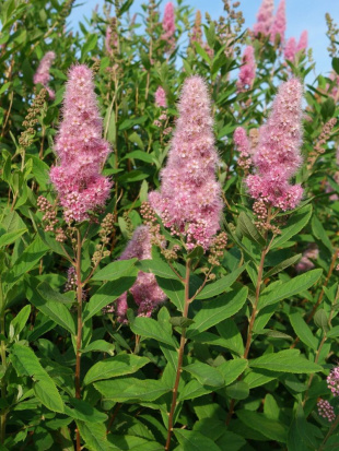 Спирея билларда Триумфанс (Triumphans)