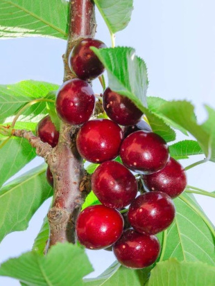 Дюки Ивановна