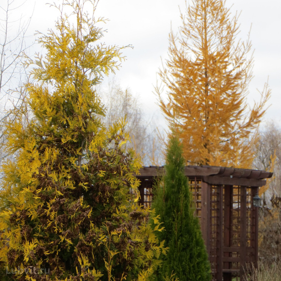 Туя Еллоу Риббон (Yellow Ribbon) купить с доставкой Туя Еллоу Риббон (Yellow Ribbon) купить с доставкой