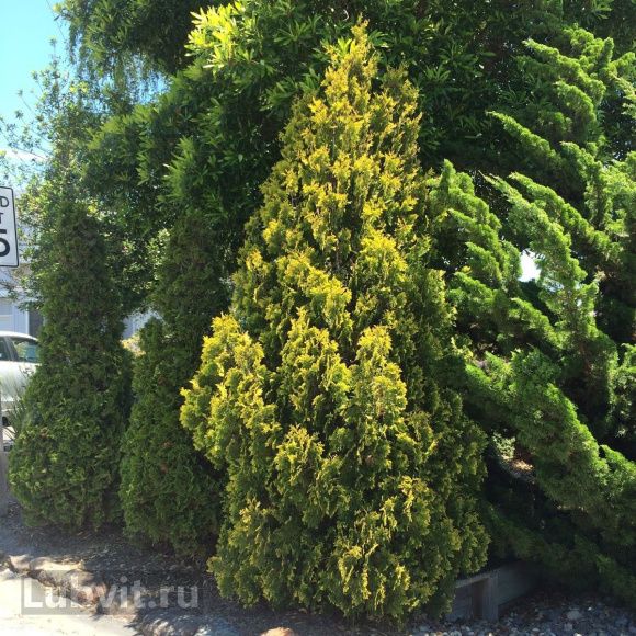 Туя Еллоу Риббон (Yellow Ribbon) купить с доставкой