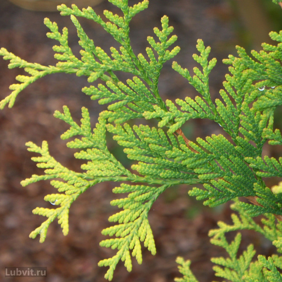 Туя Еллоу Риббон (Yellow Ribbon) купить с доставкой Туя Еллоу Риббон (Yellow Ribbon) купить с доставкой