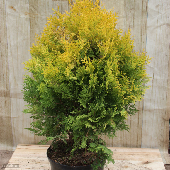 Туя Еллоу Риббон (Yellow Ribbon) купить с доставкой Туя Еллоу Риббон (Yellow Ribbon) купить с доставкой