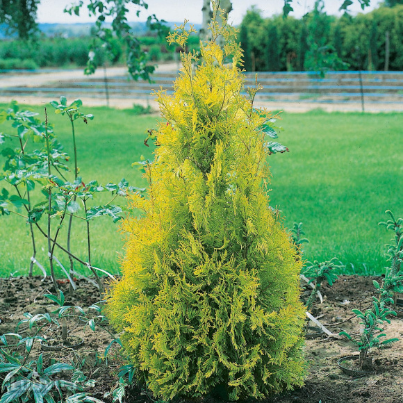 Туя Еллоу Риббон (Yellow Ribbon) с доставкой