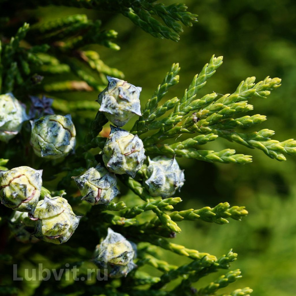 Туя Еллоу Риббон (Yellow Ribbon) купить с доставкой Туя Еллоу Риббон (Yellow Ribbon) купить с доставкой