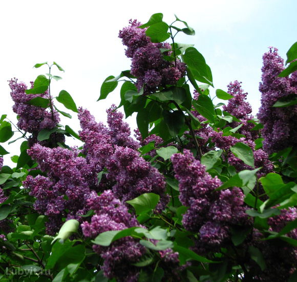 Сирень Павлинка купить с доставкой