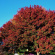 Дуб красный (Quercus rubra) купить с доставкой