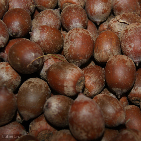 Дуб красный (Quercus rubra) купить с доставкой Дуб красный (Quercus rubra) купить с доставкой