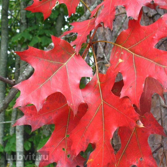 Дуб красный (Quercus rubra) купить с доставкой Дуб красный (Quercus rubra) купить с доставкой