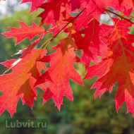 Дуб красный (Quercus rubra)