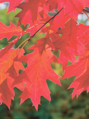 Дуб красный (Quercus rubra)