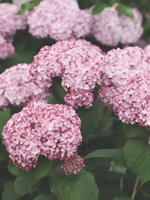 Гортензия Свит Аннабель (Sweet Annabelle) древовидная