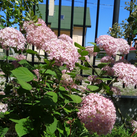 Гортензия Свит Аннабель (Sweet Annabelle) древовидная купить с доставкой