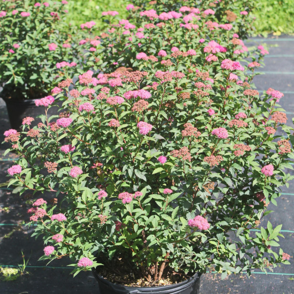 Спирея Суперстар (Superstar) купить с доставкой Спирея Суперстар (Superstar) купить с доставкой