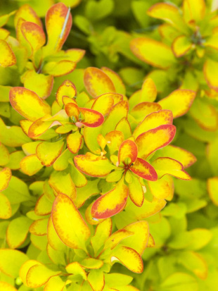 Барбарис Лимончелло (Limonsello)