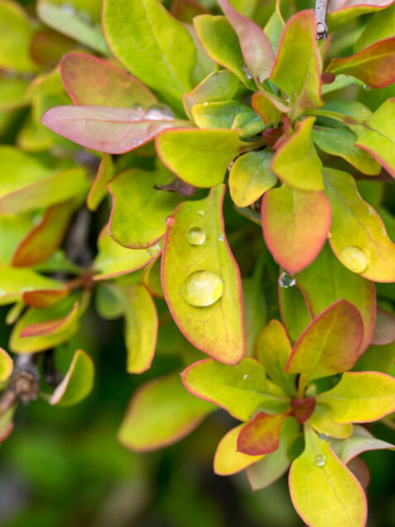 Барбарис Лимончелло (Limonsello) купить с доставкой