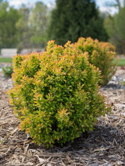 Барбарис Лимончелло (Limonsello) купить с доставкой