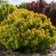 Барбарис Лимончелло (Limonsello) Барбарис Лимончелло (Limonsello)