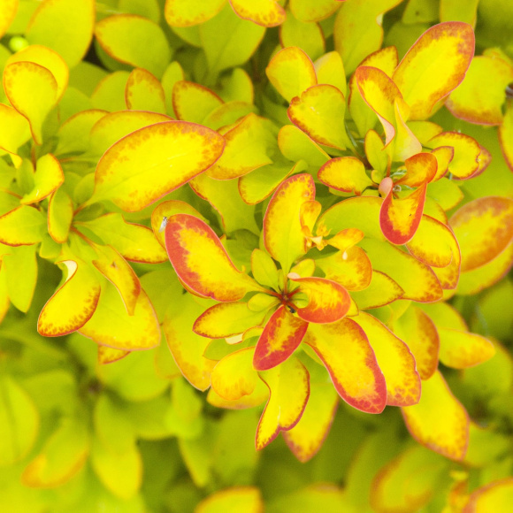 Барбарис Лимончелло (Limonsello) купить с доставкой Барбарис Лимончелло (Limonsello) купить с доставкой