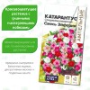 Катарантус Средиземноморский Смесь Эйфория [Семена алтая]