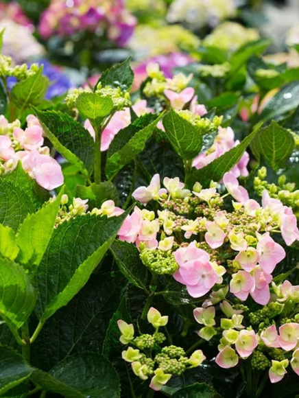 Гортензия Ю энд Ми Фореве (You and Me Forever) крупнолистная купить с доставкой