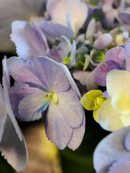 Гортензия Ю энд Ми Фореве (You and Me Forever) крупнолистная купить с доставкой