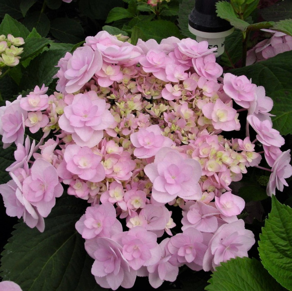 Гортензия Ю энд Ми Фореве (You and Me Forever) крупнолистная купить с доставкой Гортензия Ю энд Ми Фореве (You and Me Forever) крупнолистная купить с доставкой