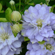 Клематис Даймонд Болл (Diamond Ball)