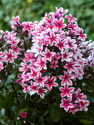 Флокс Пальмира (Palmyra)