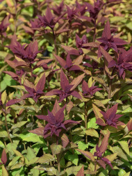 Спирея Дабл Плей Дузи (Double Play Doozie)