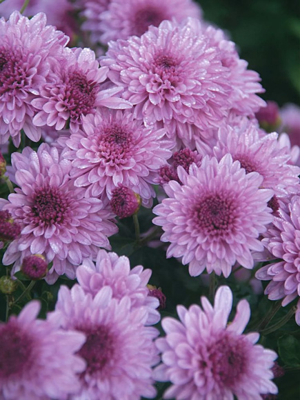 Хризантема мультифлора Санбим Пинк Биколор (Sunbeam Pink Bicolor) купить с доставкой