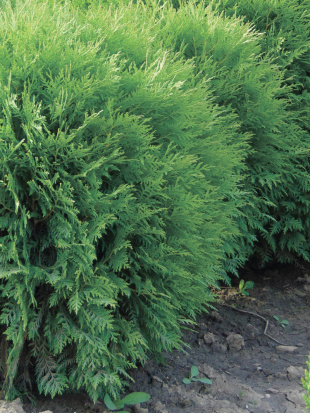 Туя Глобоза (Globosa)