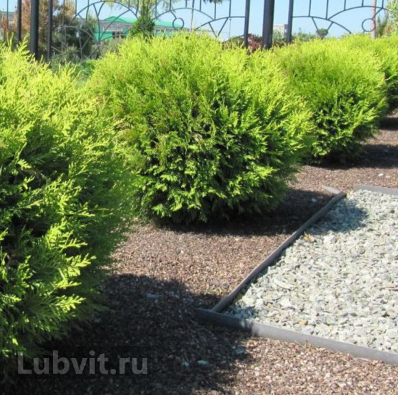 Туя Глобоза (Globosa) купить с доставкой Туя Глобоза (Globosa) купить с доставкой