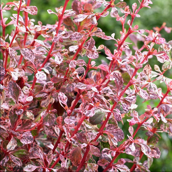 Барбарис Арлекин (Harlequin) купить с доставкой Барбарис Арлекин (Harlequin) купить с доставкой