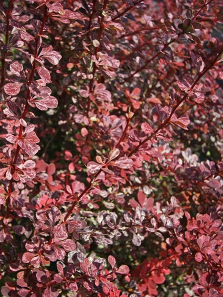 Барбарис Арлекин (Harlequin) купить с доставкой