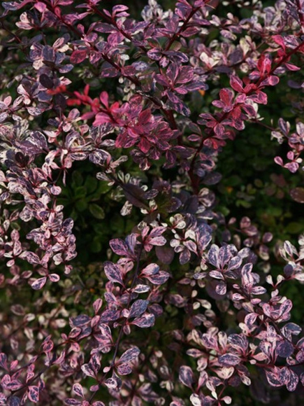 Барбарис Арлекин (Harlequin) купить с доставкой