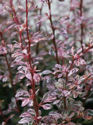 Барбарис Арлекин (Harlequin)