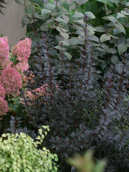 Пузыреплодник Тайни Вайн (Tiny Wine) купить с доставкой