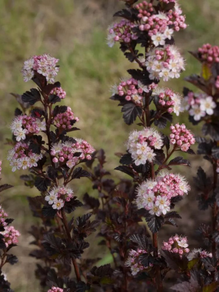 Пузыреплодник Тайни Вайн (Tiny Wine) купить с доставкой