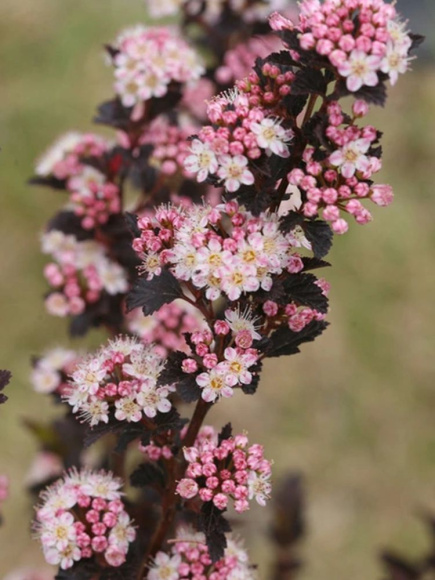 Пузыреплодник Тайни Вайн (Tiny Wine) купить с доставкой
