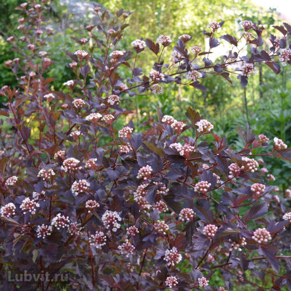 Пузыреплодник Тайни Вайн (Tiny Wine) купить с доставкой