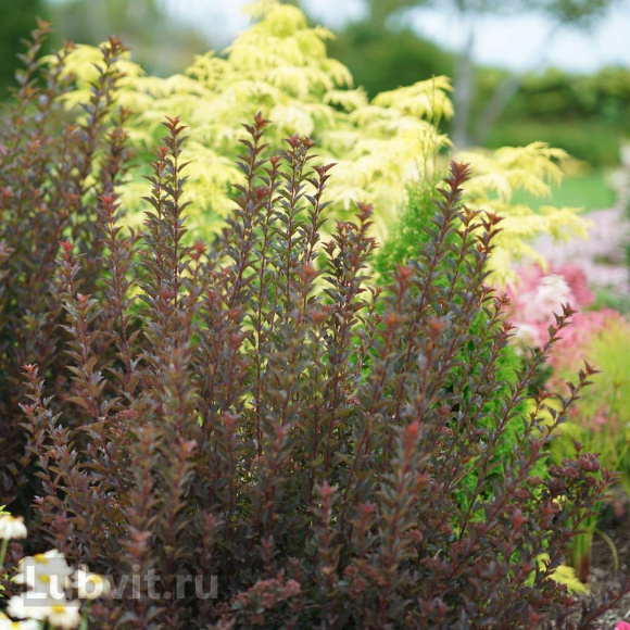 Пузыреплодник Тайни Вайн (Tiny Wine) купить с доставкой