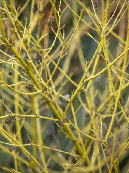 Дерен Белое Золото (White Gold) купить с доставкой