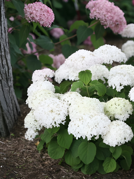 Гортензия Уайт Болл (White Ball) древовидная купить с доставкой