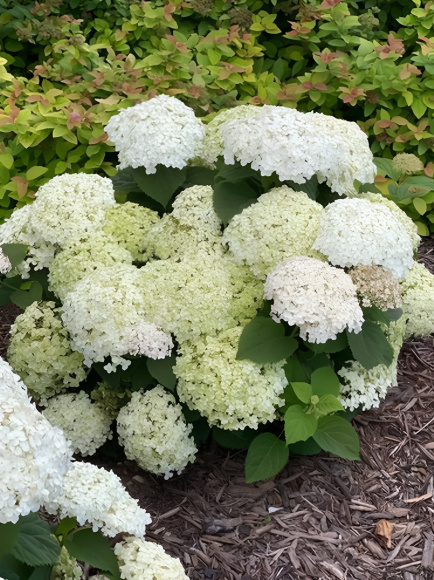 Гортензия Уайт Болл (White Ball) древовидная купить с доставкой