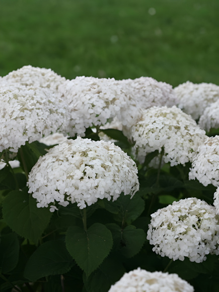 Гортензия Уайт Болл (White Ball) древовидная купить с доставкой