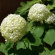 Гортензия Уайт Болл (White Ball) древовидная купить с доставкой