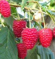 Малина ремонтантная Геракл Малина ремонтантная Геракл